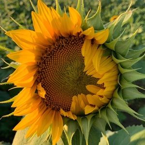 Meet your Posher, Sherri